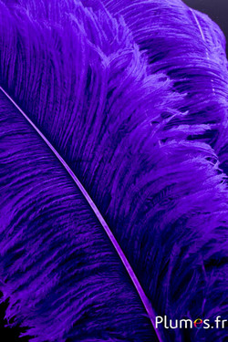 Autruche premium - 50-60 cm - violet